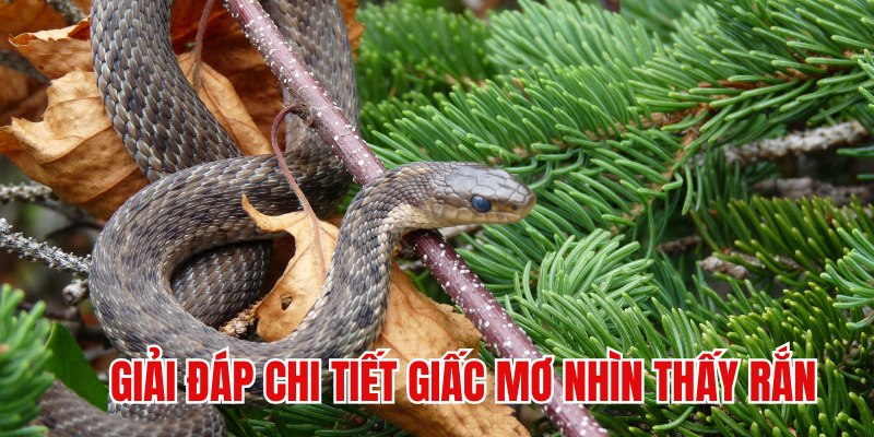 Giải mã chi tiết một vài tình huống mơ nhìn thấy rắn