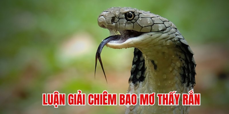 Giải mã tổng quan về giấc mơ thấy rắn